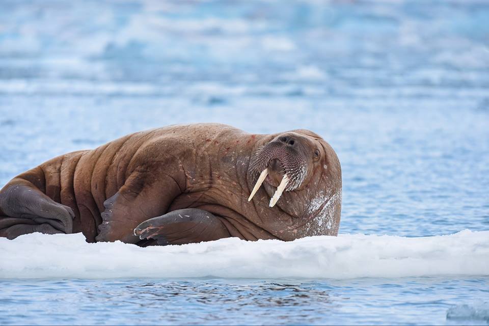 морж - экспедиция в Арктику