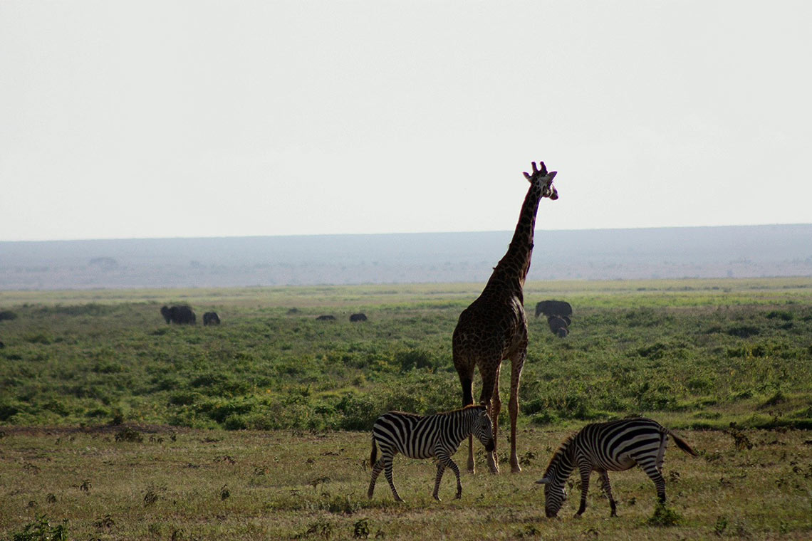 Завтрак с видом на Килиманджаро, жирафы