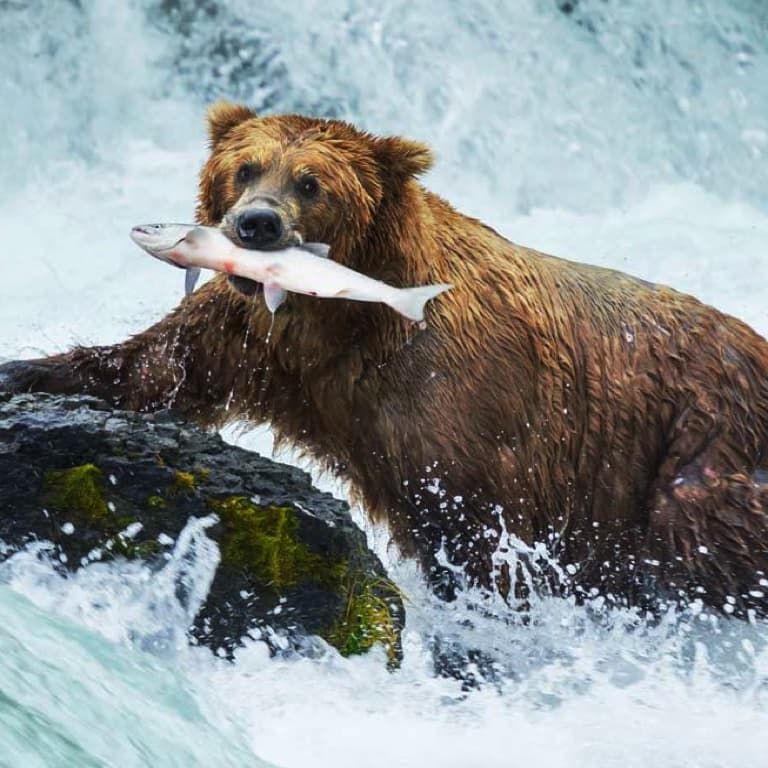 Квадро-экспедиция  на Аляску или в Канаду  - ледники, медведи, горы и рыбалка на дикого лосося!!