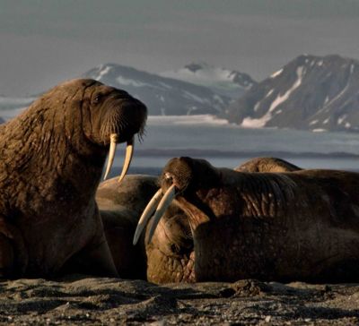 О нас пишут:  Арктика рядом! (журнал XXL, рубрика Путешествия)